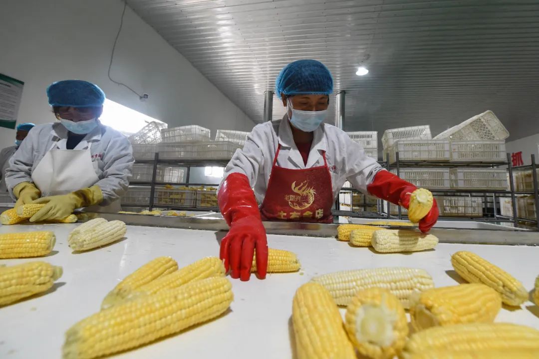 泰州組建首席農技推廣專家團隊