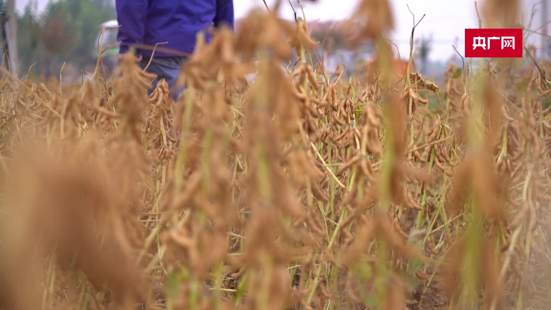 這些技術讓棉花采摘告別“人海戰術”