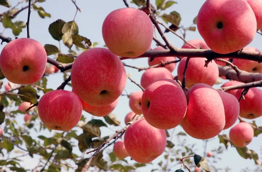 “智慧牧場” 戴上科技“緊箍咒”產出“放心奶”
