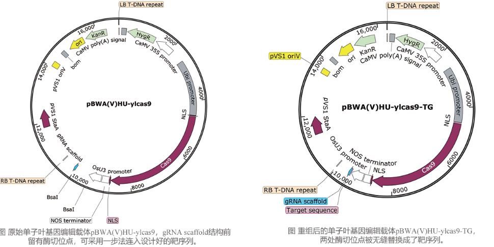 CRISPR/Cas基因編輯載體