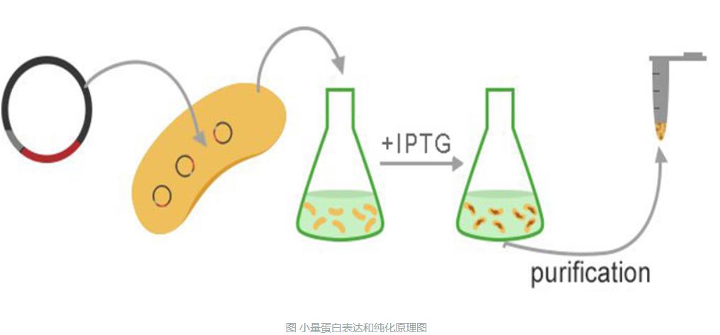 小量蛋白表達和純化