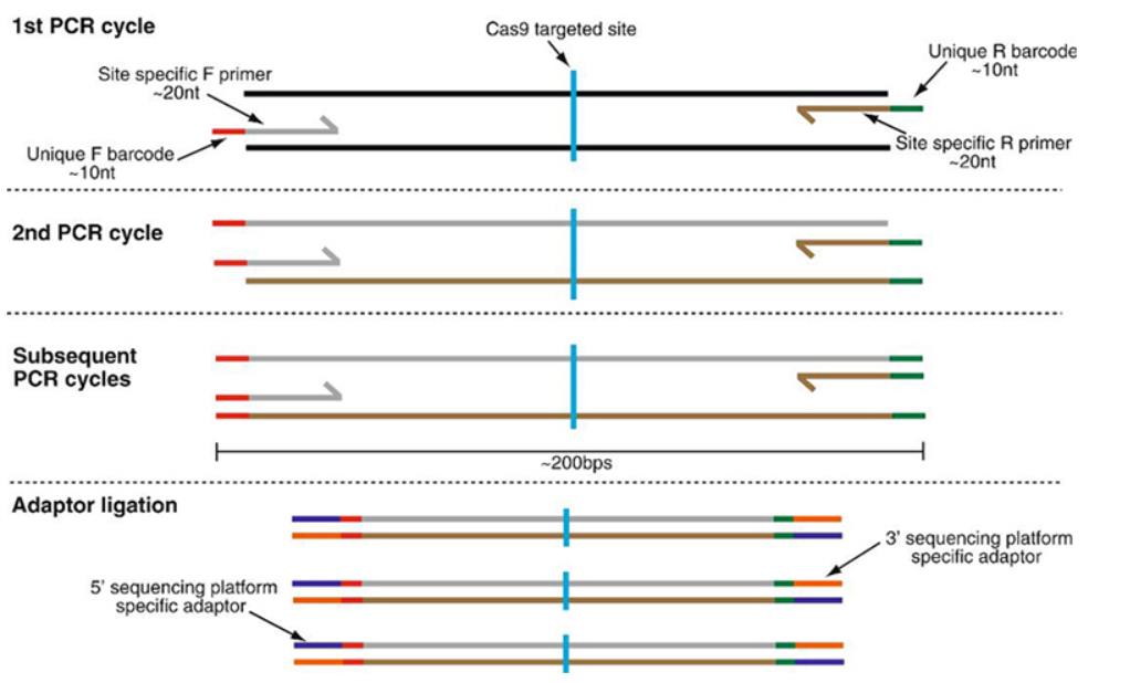  高通量基因編輯檢測