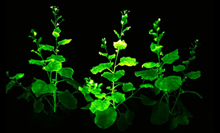 野生稻遺傳轉化服務