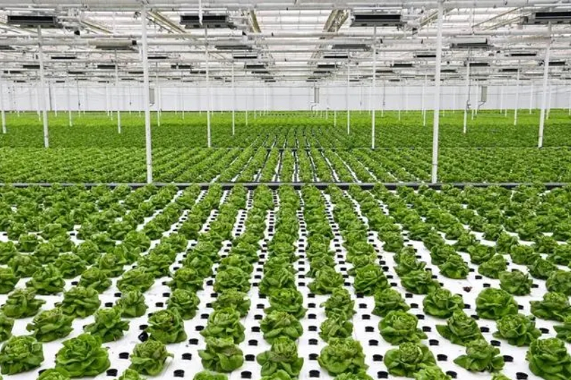 國務院批復同意！湖北：優化特色農業布局，在武漢都市圈積極發展現代都市農業